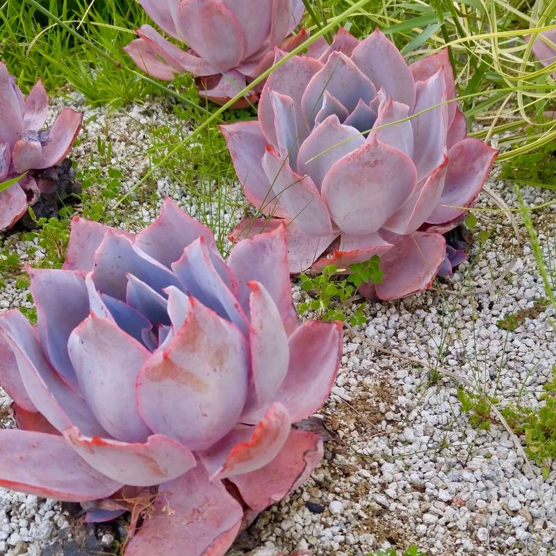 Echeveria ‘Afterglow’