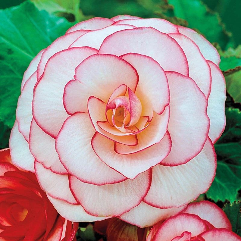 Picotee Begonia