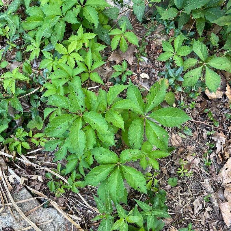Baking Soda Application