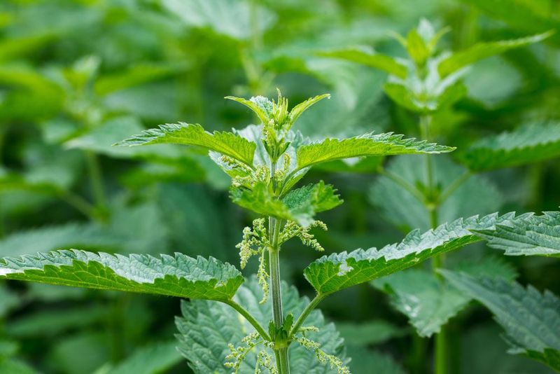 Nettle (Urtica dioica)