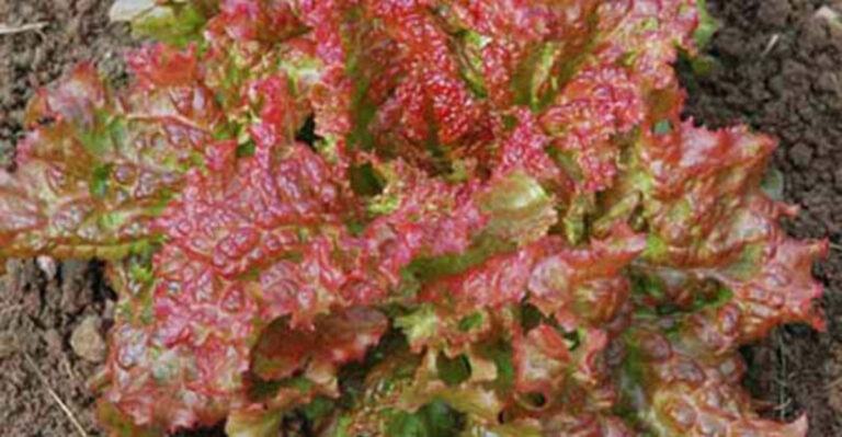 Grow It Fast: 17 Leaf Lettuce Varieties That Thrive with Minimal Effort