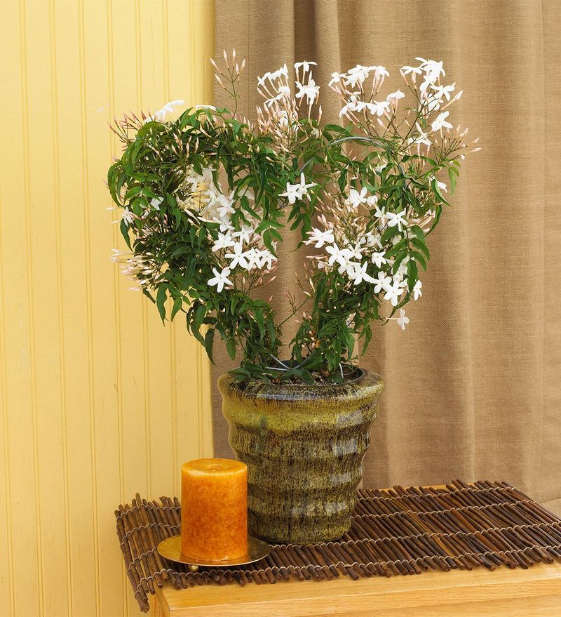 Hand-Pollinate Indoor Jasmine
