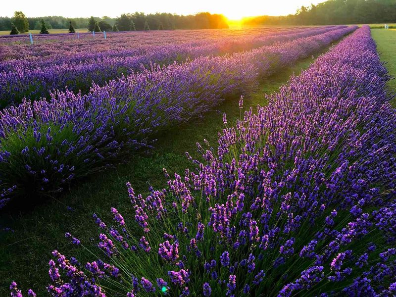 Lavender