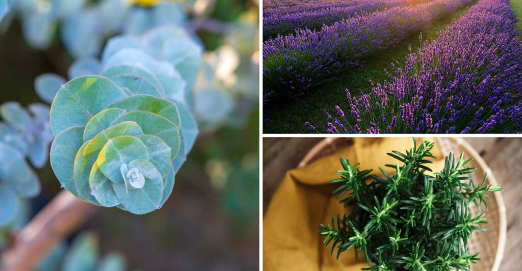 Grow Your Own Aromatherapy Garden: 17 Plants Proven to Boost Your Mood and Reduce Stress