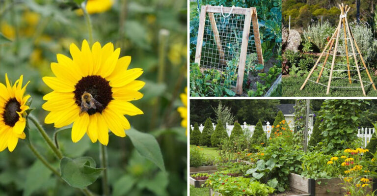 Grow a Bountiful Bean Tunnel for Kids and Bees