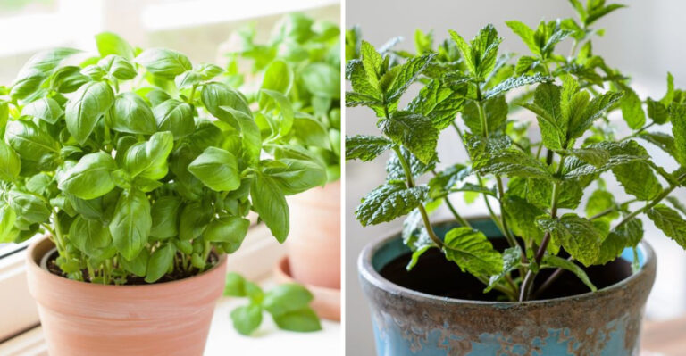 Grow a Cocktail Garden: Best Plants for Happy Hour