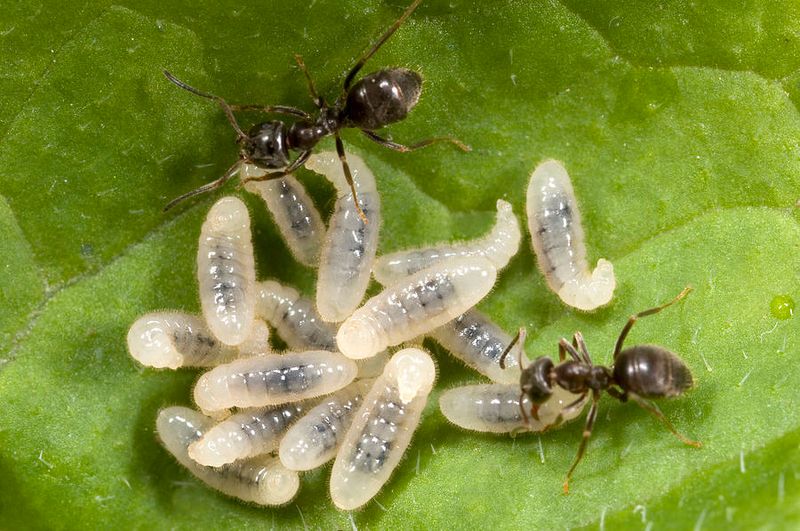 Ants & Ant Larvae