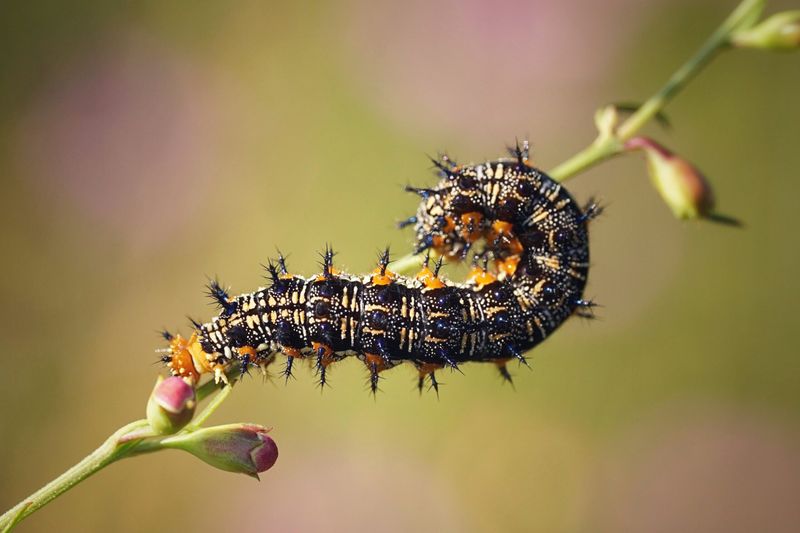 Buckeye Caterpillar