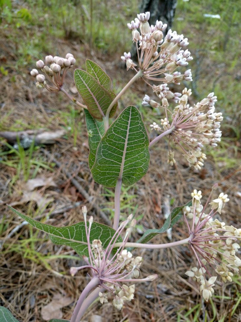 Pinewoods Milkweed