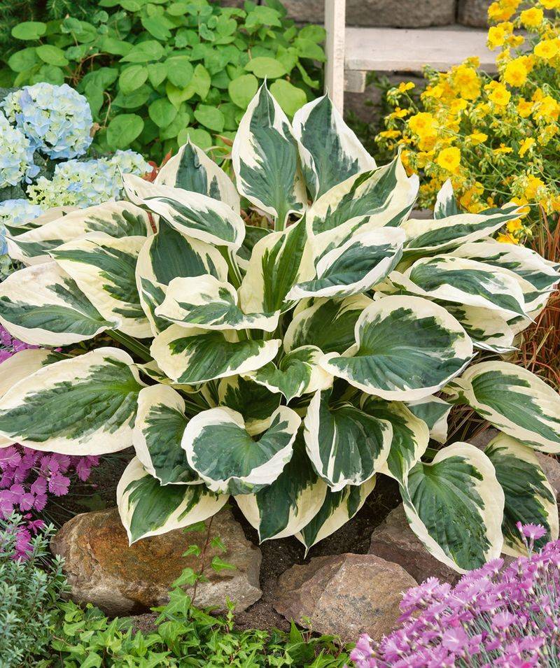 Hosta 'Patriot'