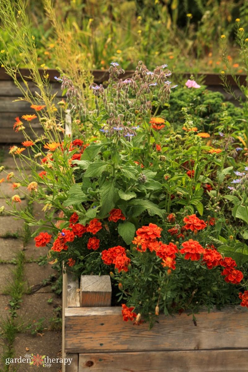 Natural Pest Deterrents