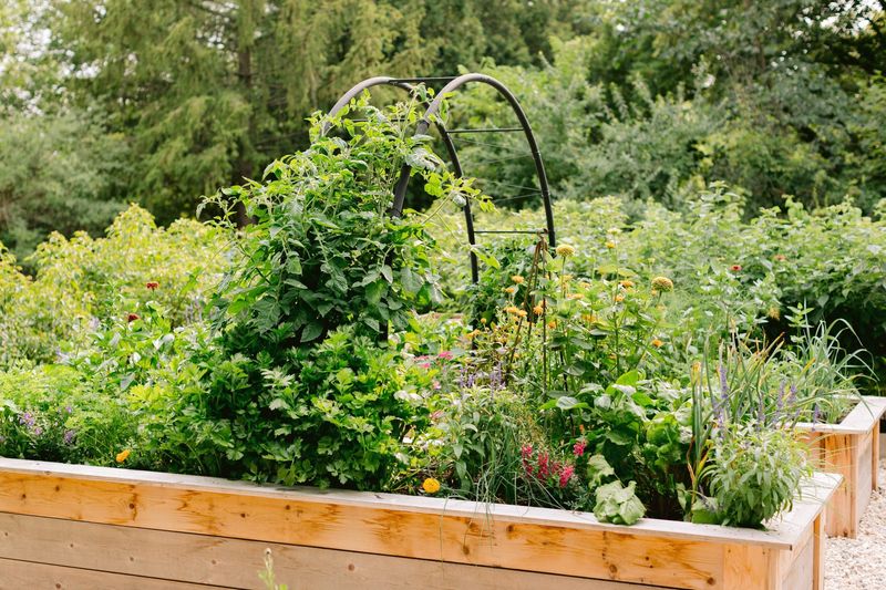 Raised Garden Beds