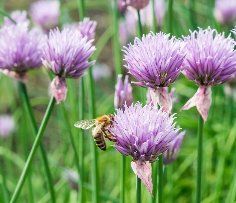 Natural Pest Control