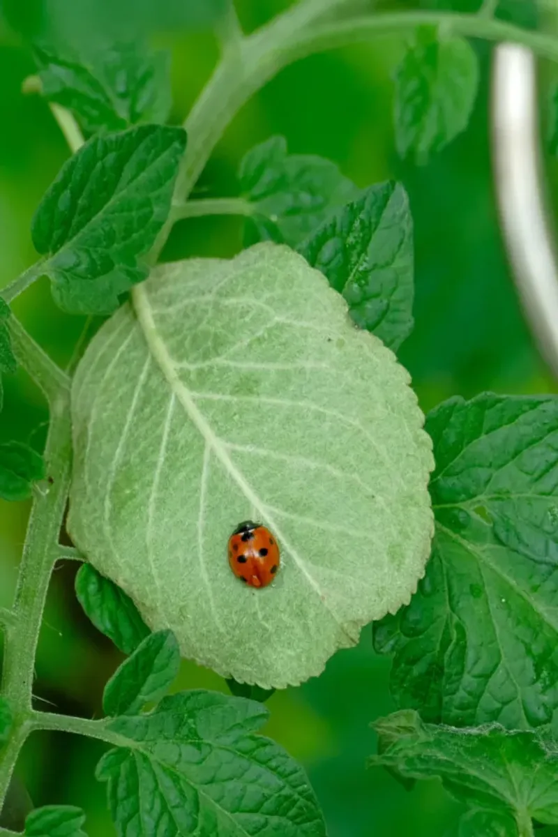 Attracting Beneficial Insects