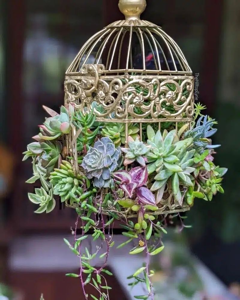 Succulent Birdcage Display