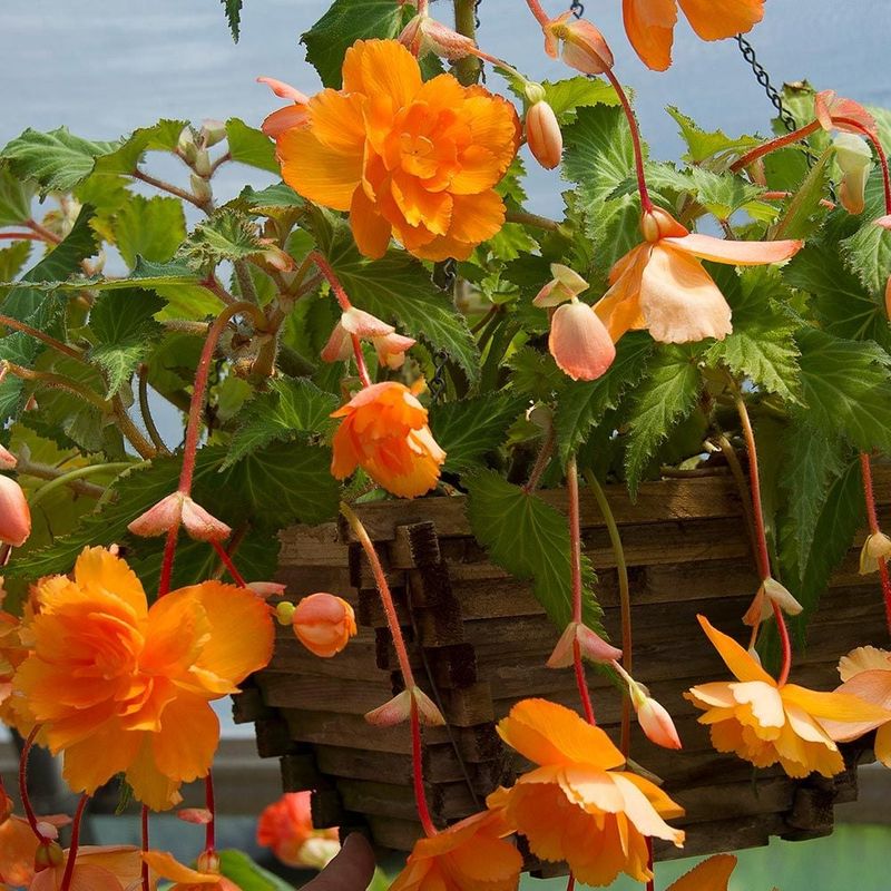 Trailing Begonia