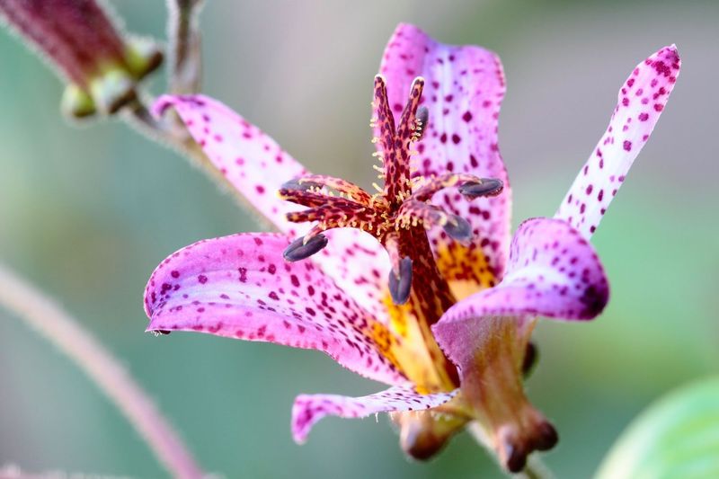 Japanese Toad Lily (Tricyrtis hirta)