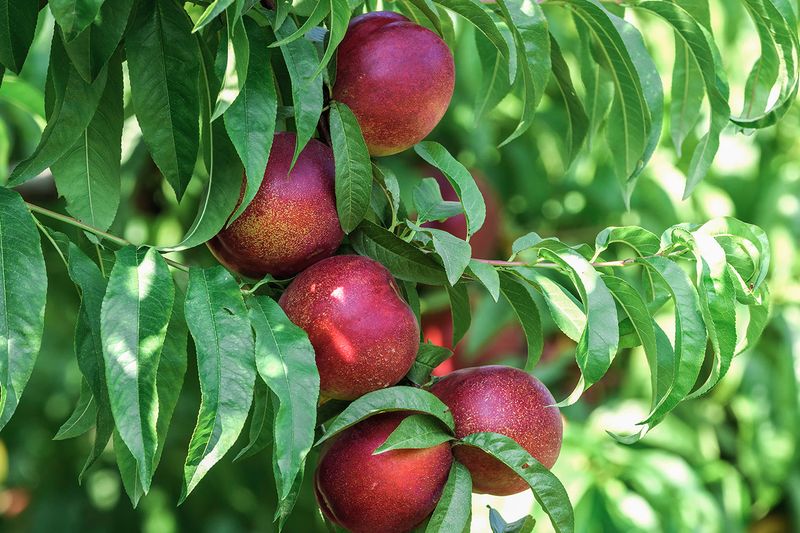 Nectarine Tree (Prunus persica var. nucipersica)
