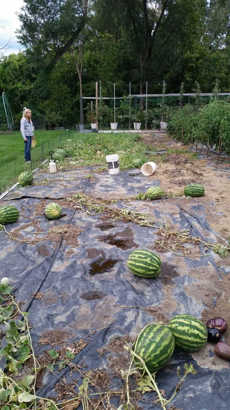 Neglecting Regular Weeding