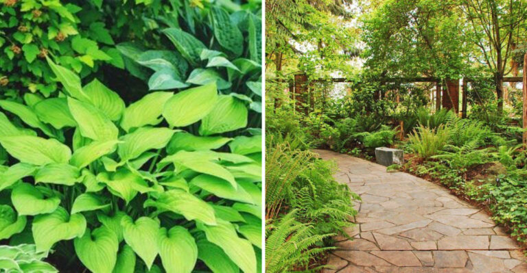 Have a Shady Garden? These 17 Plants Are Perfect for It