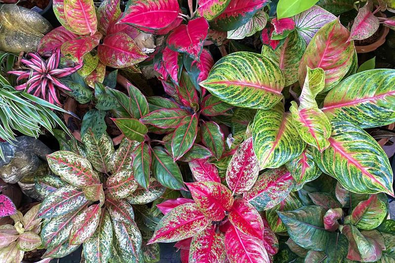 Chinese Evergreen (Aglaonema)