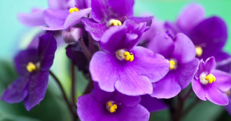 African Violet (Saintpaulia spp.)