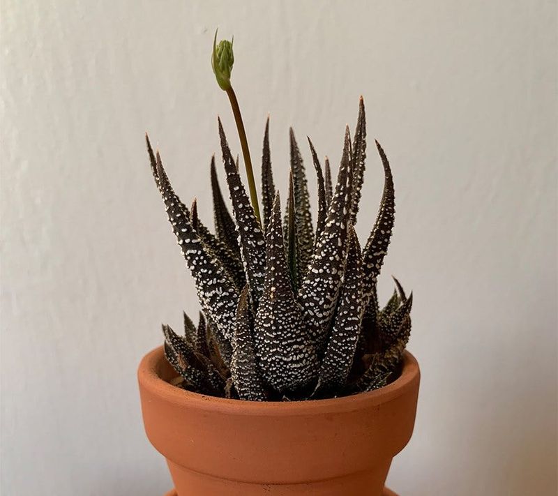 Zebra Plant (Haworthiopsis attenuata)