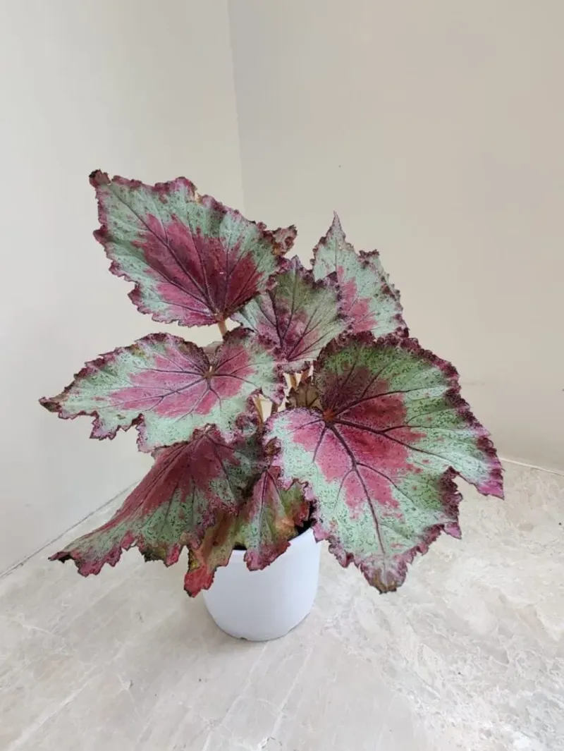 Rex Begonia