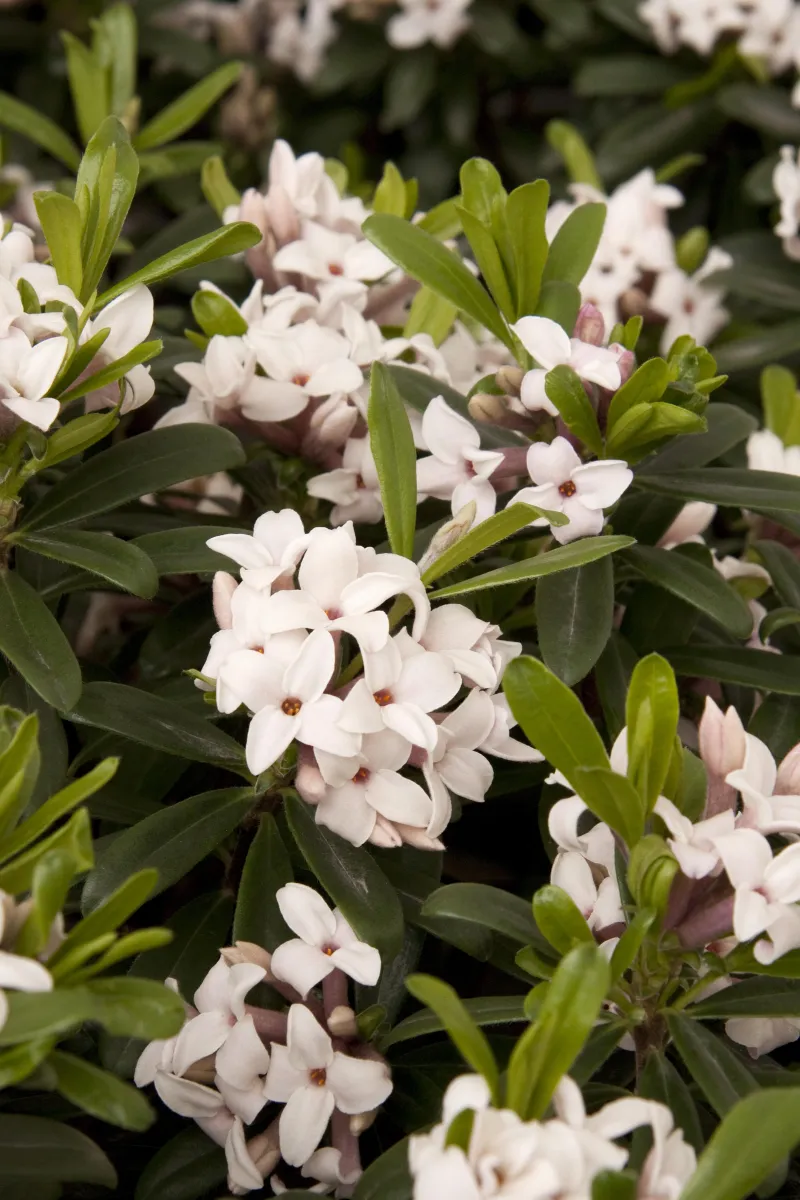 Daphne 'Eternal Fragrance'