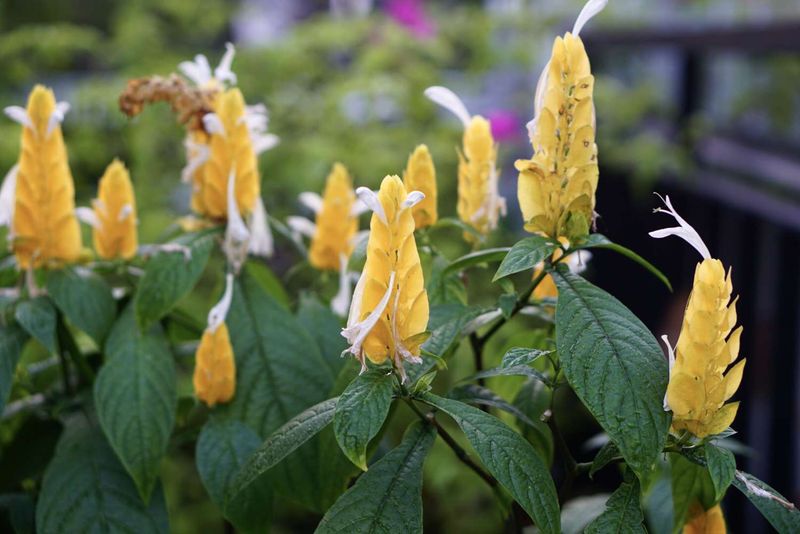 Golden Shrimp Plant