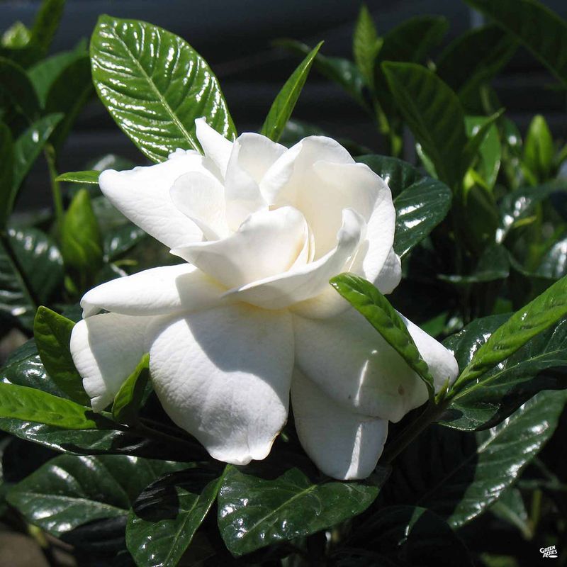 Mystery Gardenia