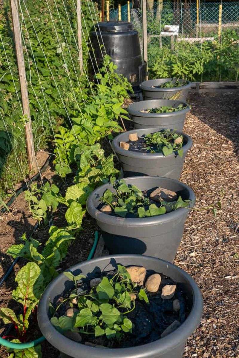 Container Gardening