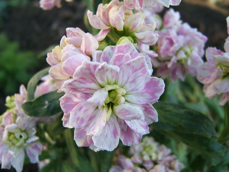Stock (Matthiola incana)