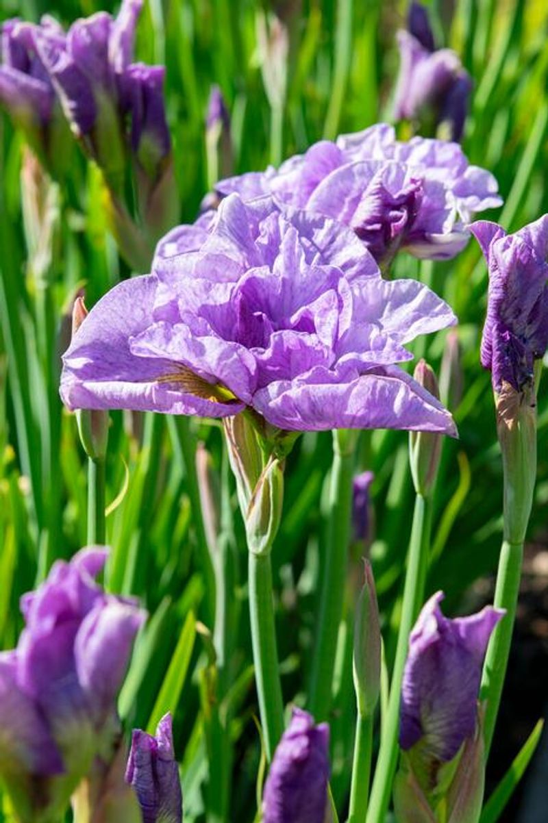 Iris 'Pink Parfait'