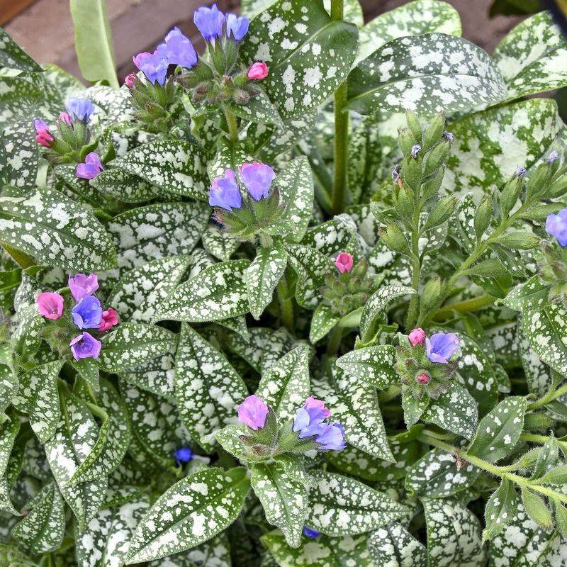 Lungwort
