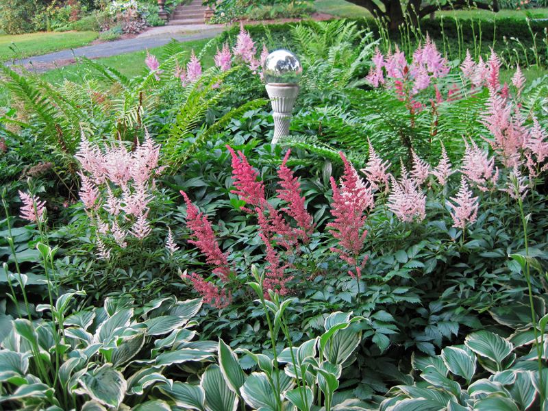 Astilbe