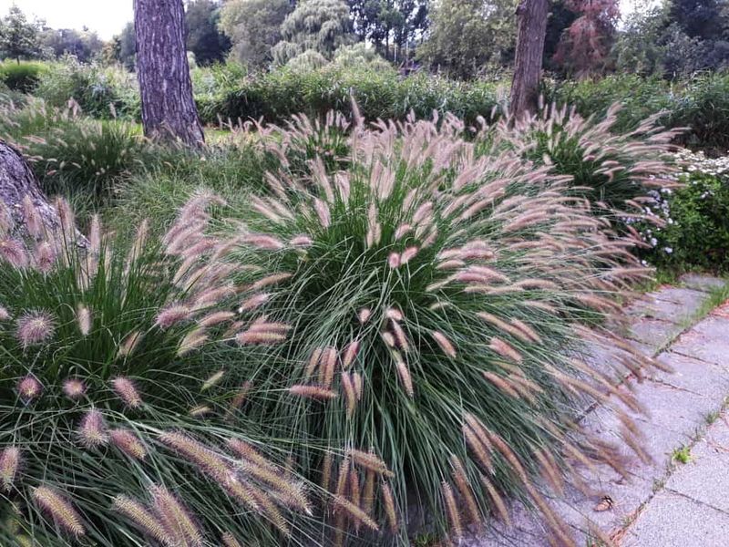 Ornamental Grasses