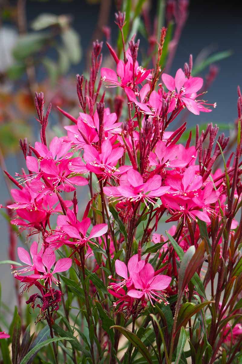 Gaura