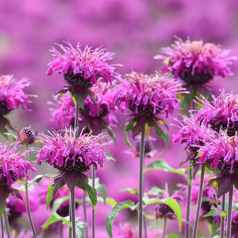 Bee Balm