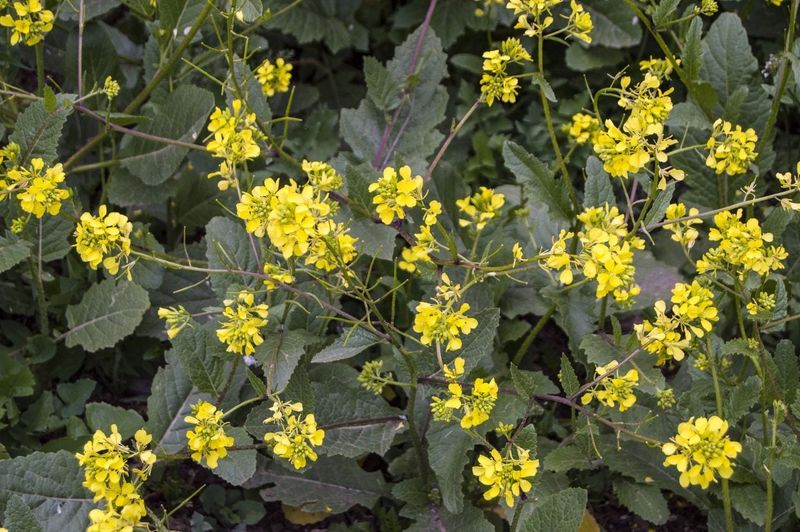 Wild Mustard (Sinapis arvensis)