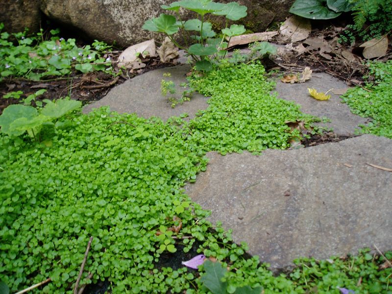 Corsican Mint (Mentha requienii)