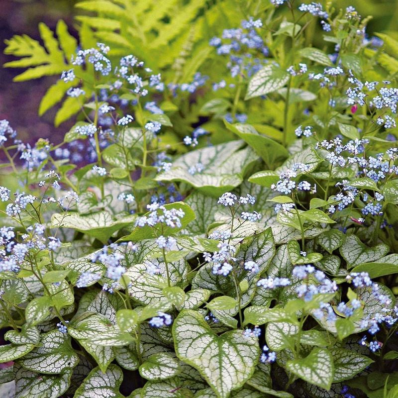 Brunnera (False Forget-Me-Not)