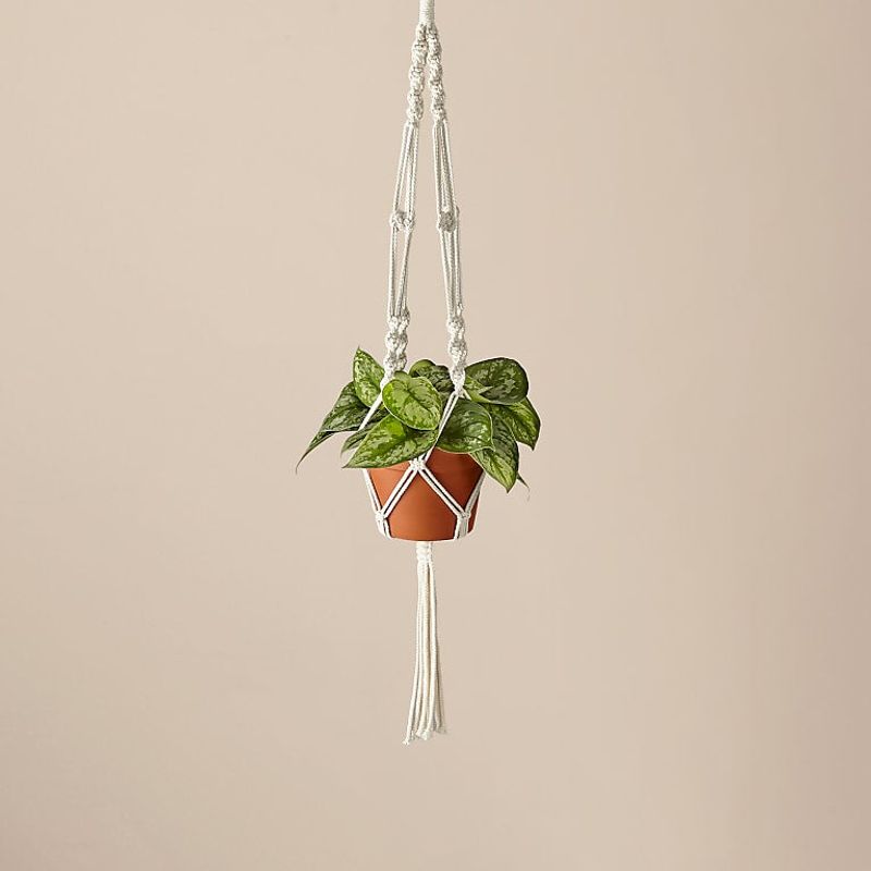 Macramé Plant Hanger