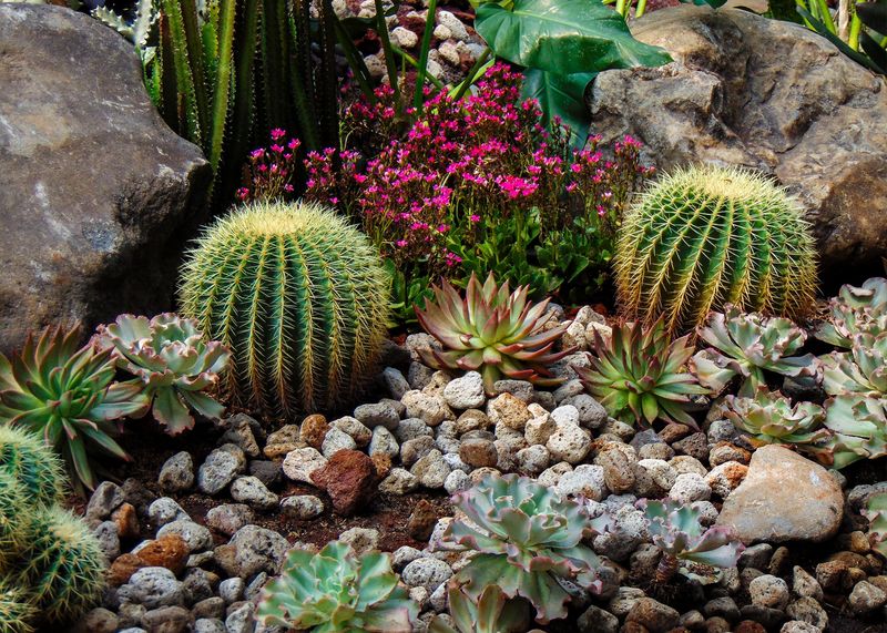 Succulent Gardens