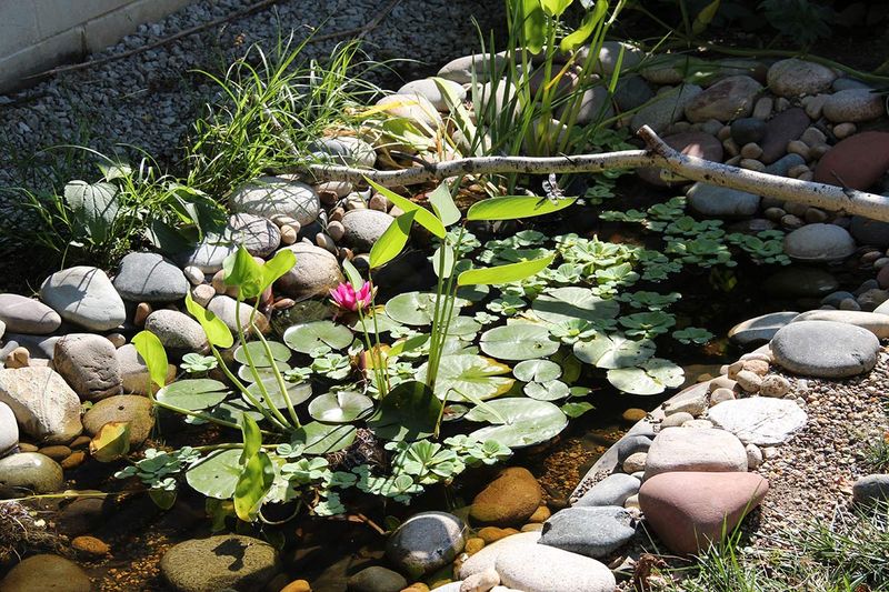 Water Features: Serenity and Sustenance