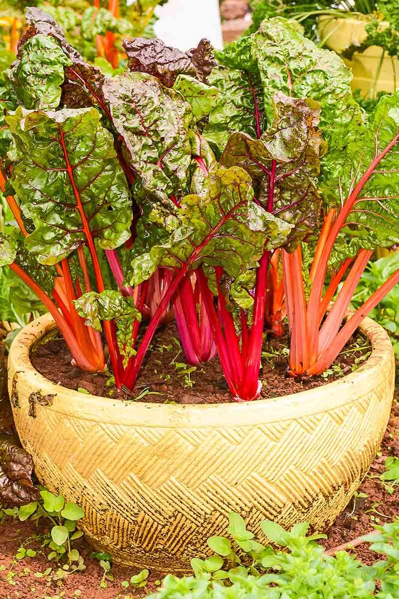 Swiss Chard 🌈