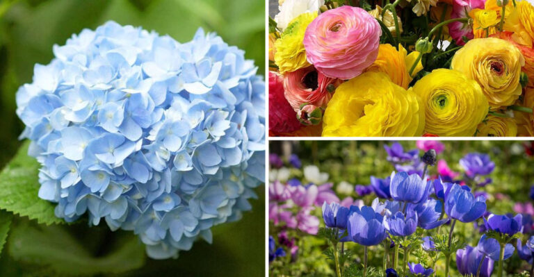 Here Are 30 Stunning Plants To Grow Instead Of Peonies