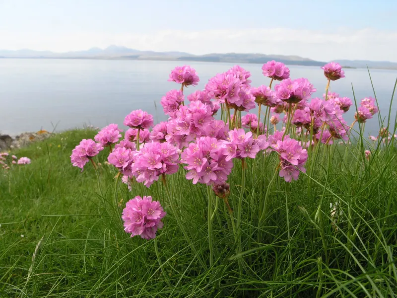 Thrift Plant