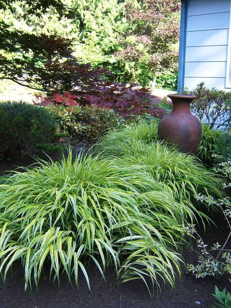 Hakonechloa Macra 'Aureola'