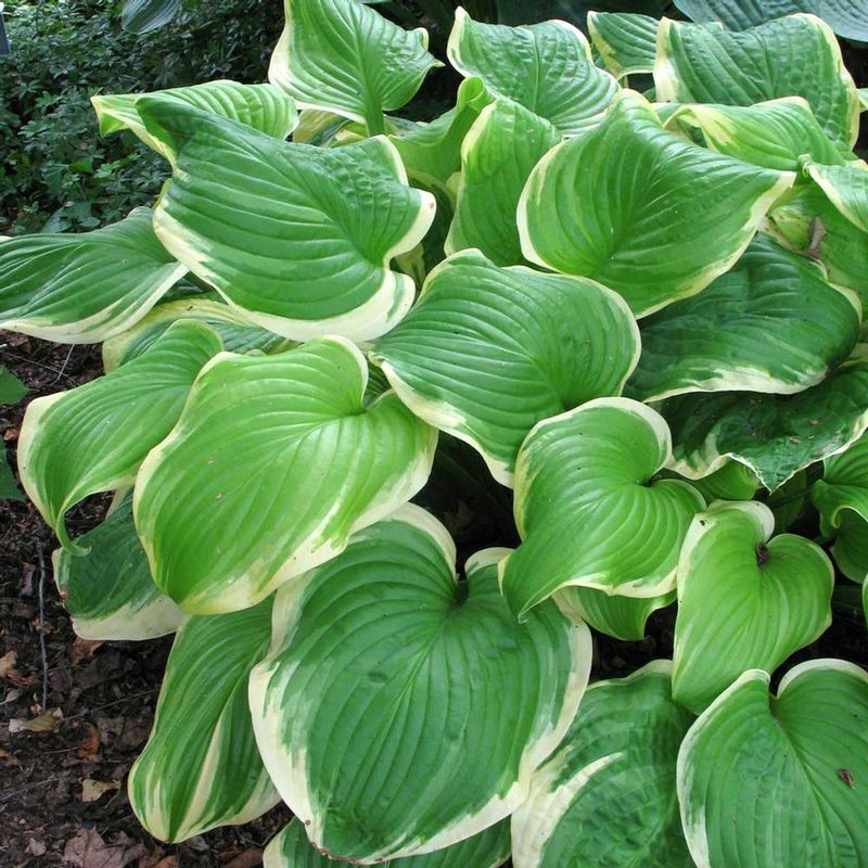 Hosta